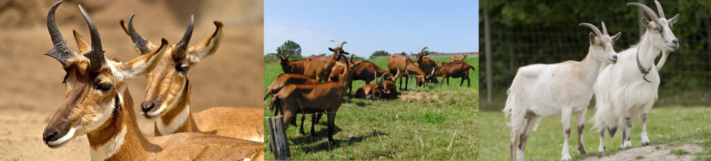 North American pronghorn antelope compared to both European and Middle Eastern varieties of goats.